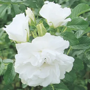 Blanc Double de Coubert